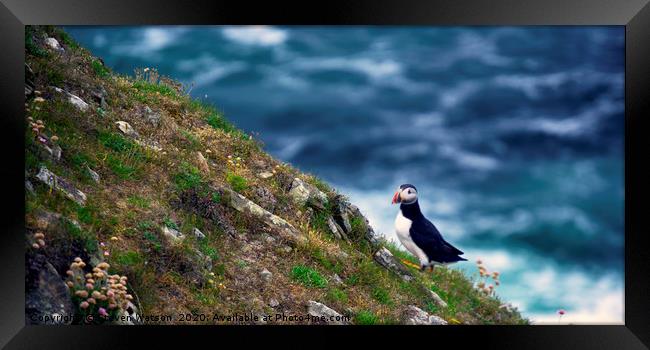 Puffin on The Slithers Framed Print by Steven Watson