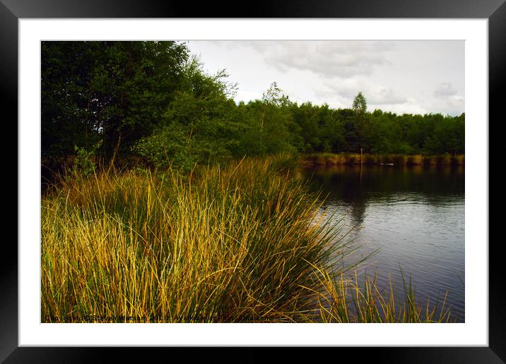 At Skipwith Common Framed Mounted Print by Steven Watson
