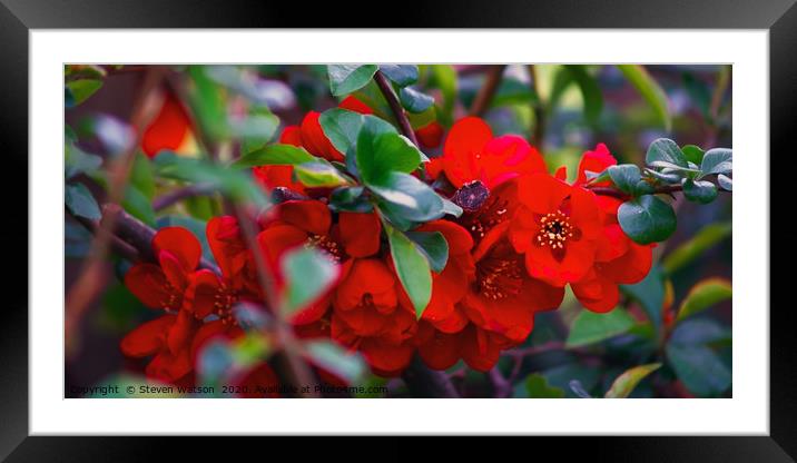 Chaenomeles Japonica Framed Mounted Print by Steven Watson