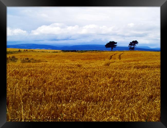 Fields of Barley Framed Print by Steven Watson