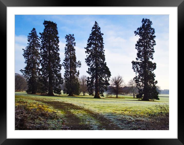 Harewood Cedars Framed Mounted Print by Steven Watson