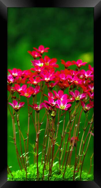 Saxifrage Framed Print by Steven Watson