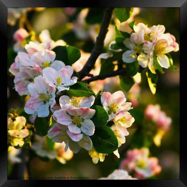 Apple Blossom Framed Print by Steven Watson