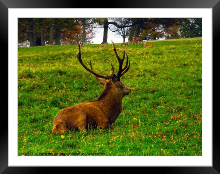 Cervus Elaphus Framed Mounted Print by Steven Watson