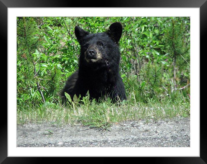 bear Framed Mounted Print by wendy pearson