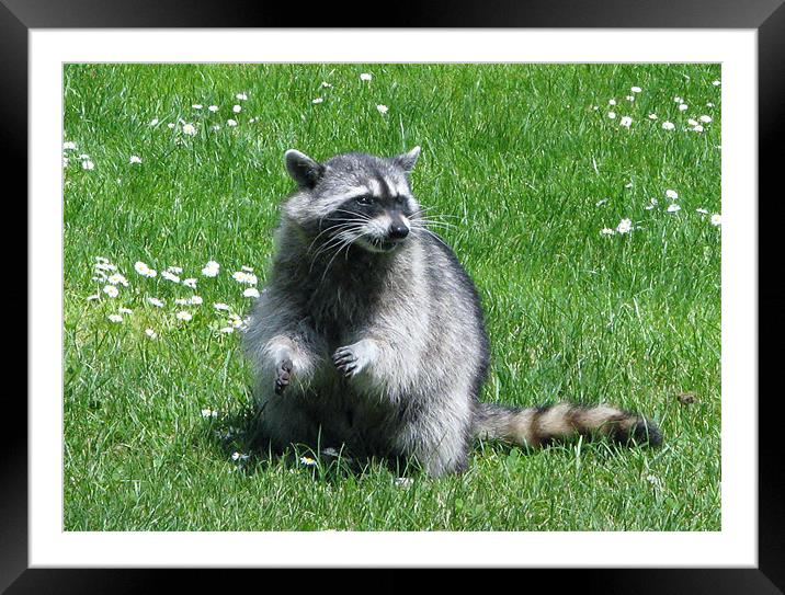 racoon Framed Mounted Print by wendy pearson