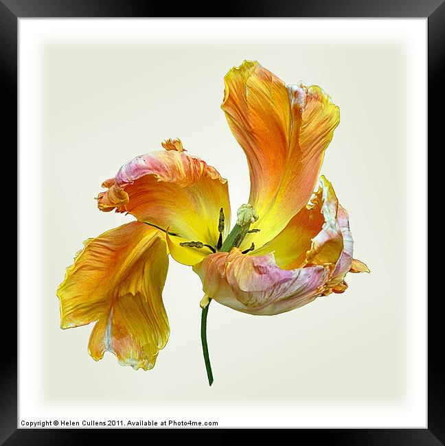 PARROT TULIP Framed Print by Helen Cullens