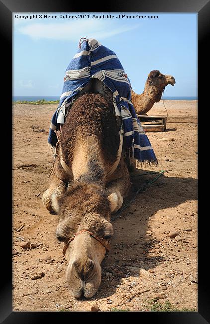 A CAMEL CHILLS OUT Framed Print by Helen Cullens