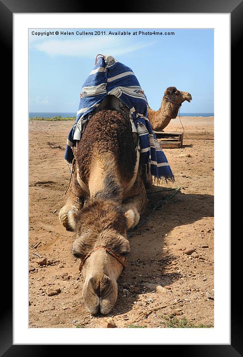 A CAMEL CHILLS OUT Framed Mounted Print by Helen Cullens