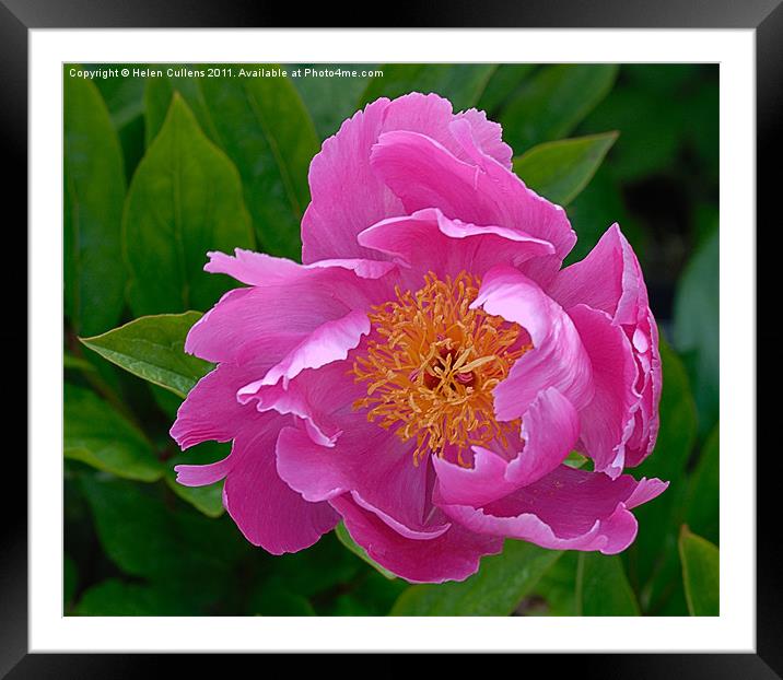 PINK PEONY Framed Mounted Print by Helen Cullens
