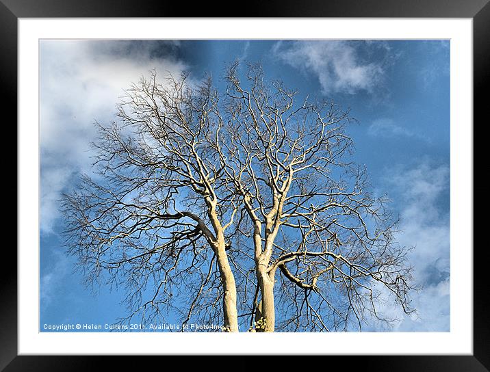 WINTER TREE Framed Mounted Print by Helen Cullens