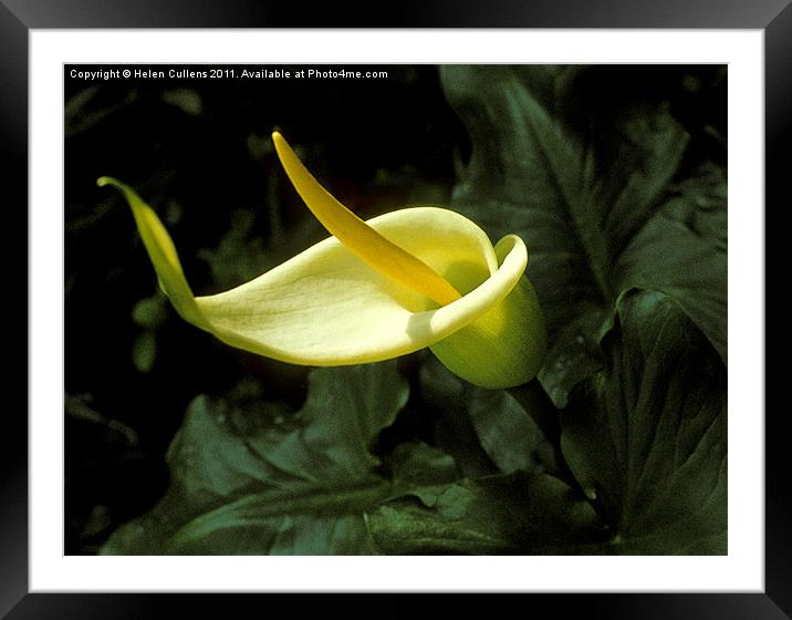 ARUM CRETICUM Framed Mounted Print by Helen Cullens