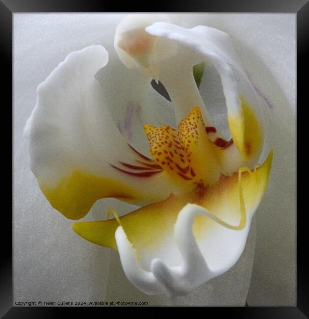 orchid close-up Framed Print by Helen Cullens