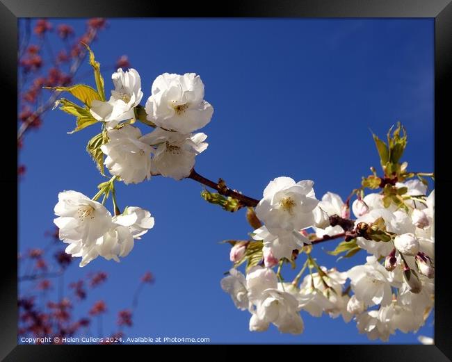 Prunus matsumae 'Amayadori' Framed Print by Helen Cullens