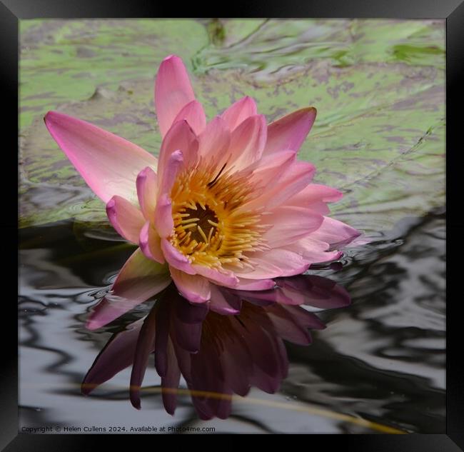 Waterlily Framed Print by Helen Cullens