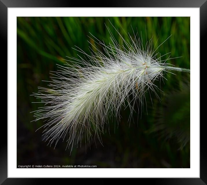 Fountain Grass Framed Mounted Print by Helen Cullens