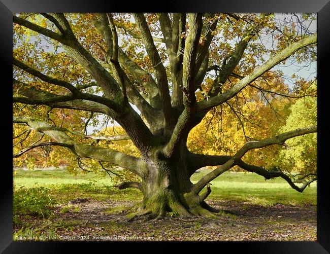 Venerable tree Framed Print by Helen Cullens