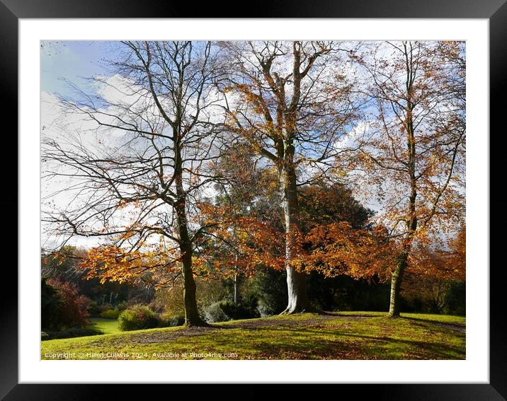 Beeches in Autumn Framed Mounted Print by Helen Cullens