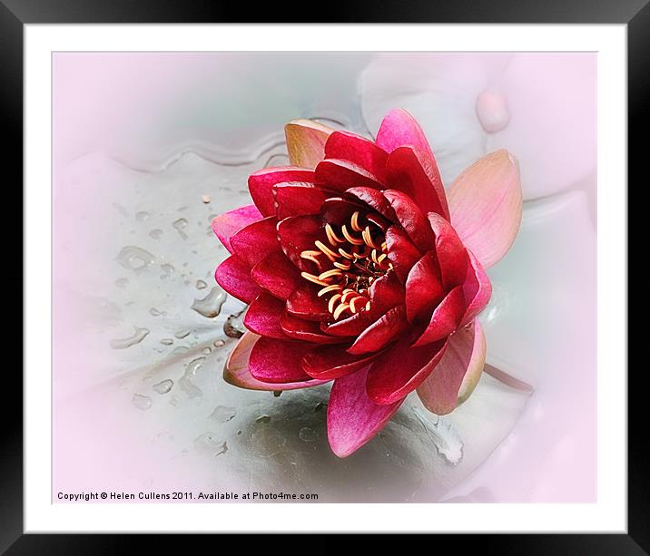 RED WATER LILY Framed Mounted Print by Helen Cullens