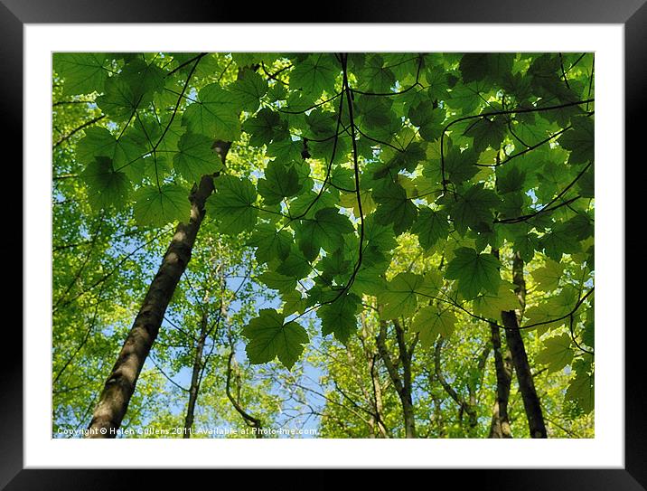GREEN SHADE Framed Mounted Print by Helen Cullens