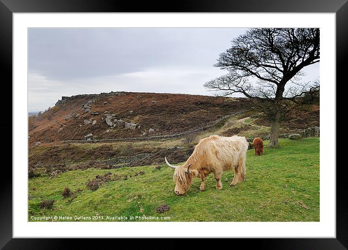 HIGHLAND COW Framed Mounted Print by Helen Cullens