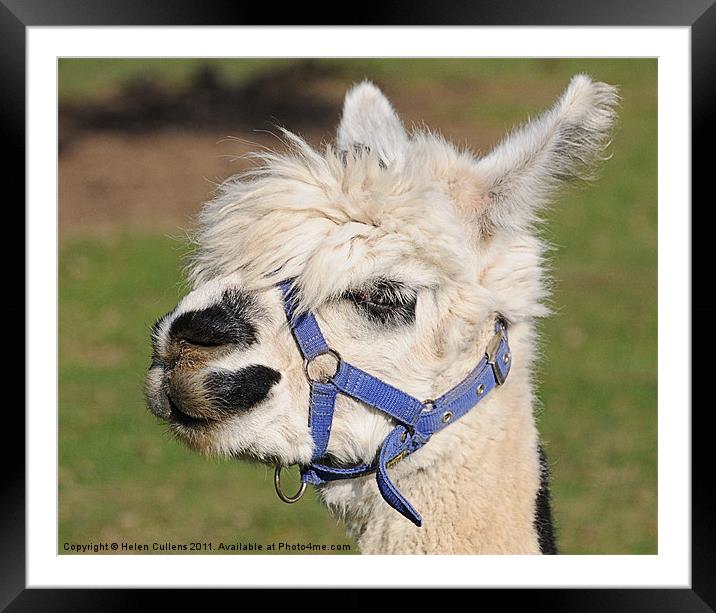 ALPACCA Framed Mounted Print by Helen Cullens
