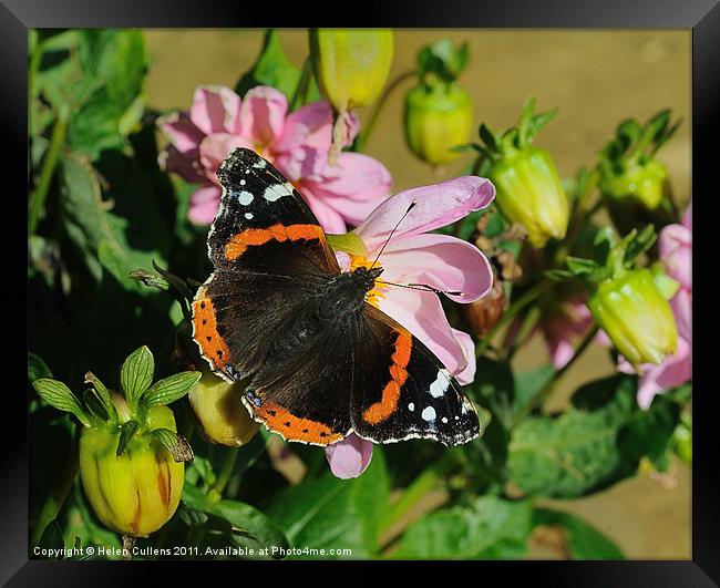 RED ADMIRAL ON DAHLIA Framed Print by Helen Cullens