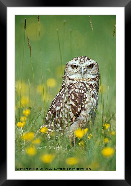 BURROWING OWL Framed Mounted Print by Helen Cullens
