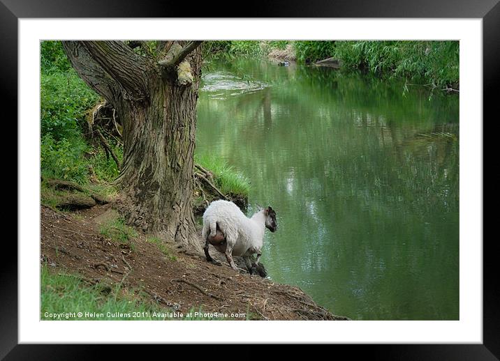 SHEEP GOES FOR A DRINK Framed Mounted Print by Helen Cullens