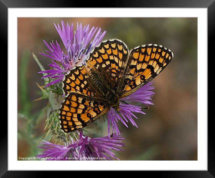 PROVINCAL FRITILLARY Framed Mounted Print by Helen Cullens