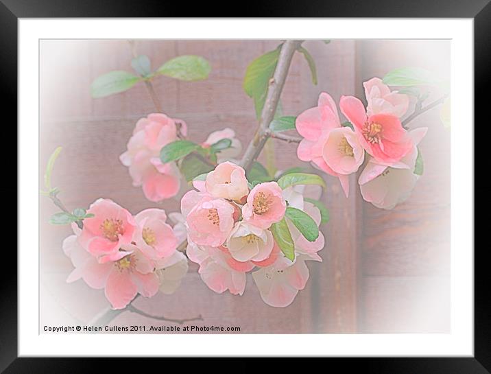 CHAENOMELES Framed Mounted Print by Helen Cullens