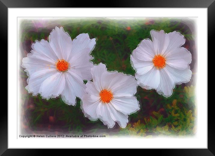 WHITE DAISIES Framed Mounted Print by Helen Cullens