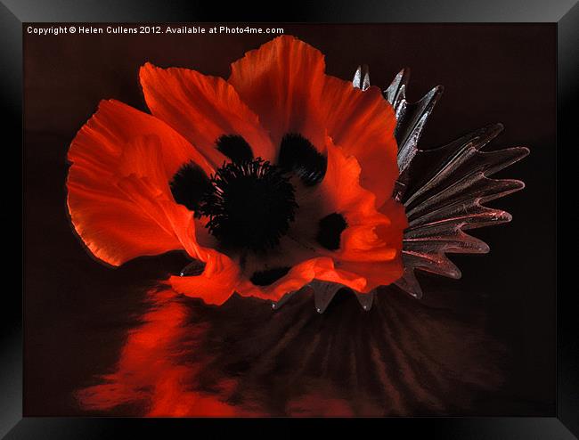 GLAMOUR POPPY Framed Print by Helen Cullens