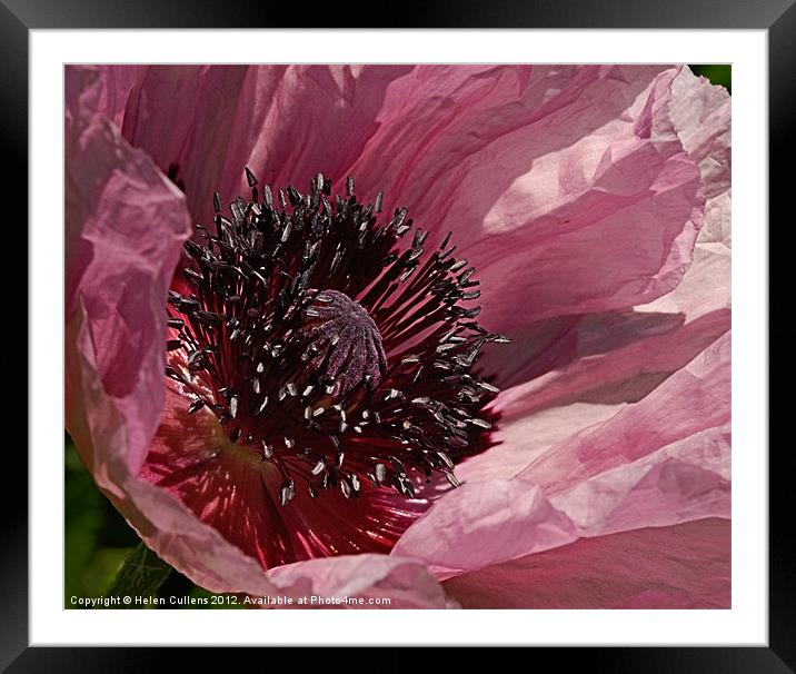 HEART OF THE FLOWER Framed Mounted Print by Helen Cullens