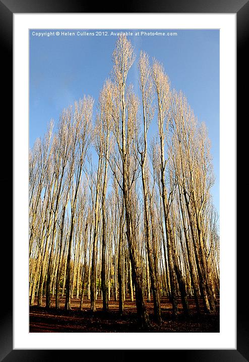 STANBOROUGH POPLARS Framed Mounted Print by Helen Cullens