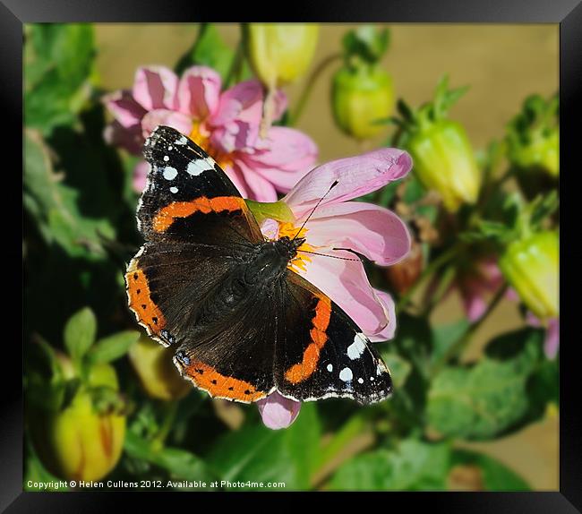 RED ADMIRAL BUTTERFLY Framed Print by Helen Cullens