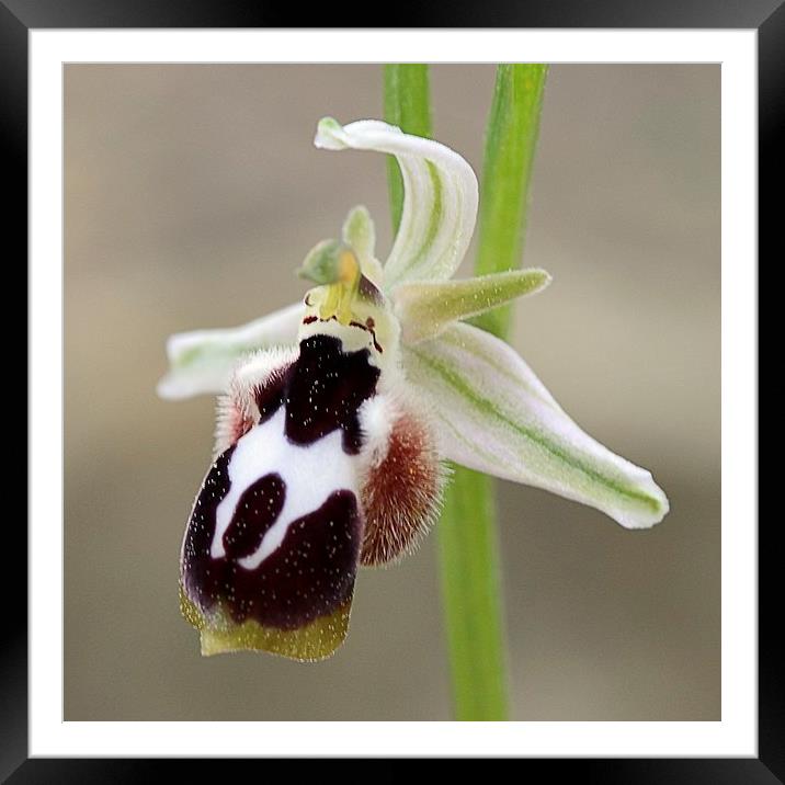 Ophrys straussii Framed Mounted Print by Helen Cullens