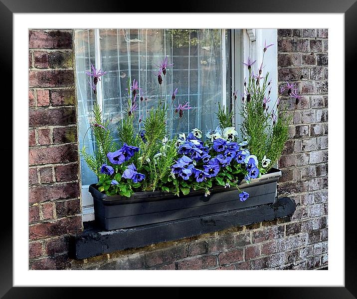 WINDOW BOX Framed Mounted Print by Helen Cullens