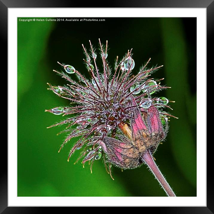 WATER AVENS Framed Mounted Print by Helen Cullens