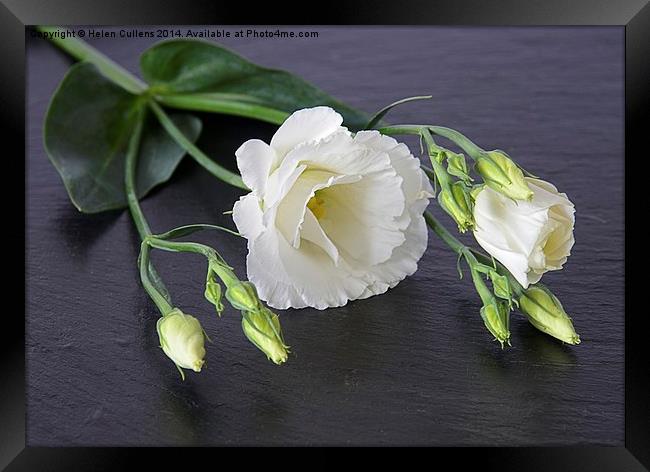  LISIANTHUS Framed Print by Helen Cullens