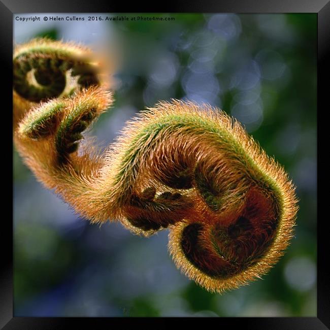 FERN                                     Framed Print by Helen Cullens