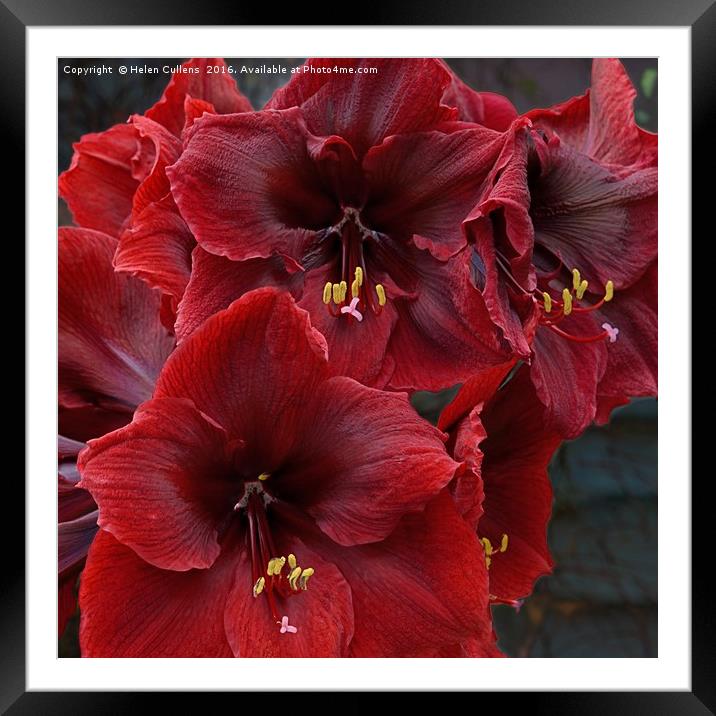 HIPPEASTRUM                                     Framed Mounted Print by Helen Cullens