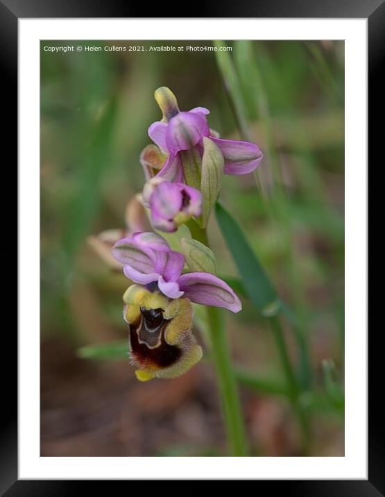 Ophrys tenthredinifera - Sawfly Orchid Framed Mounted Print by Helen Cullens
