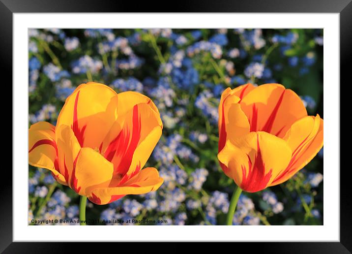 Beautiful flowers Framed Mounted Print by Ben Andrew
