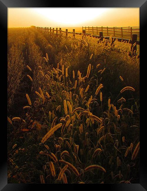 sunrise fenceline Framed Print by John  Hartman