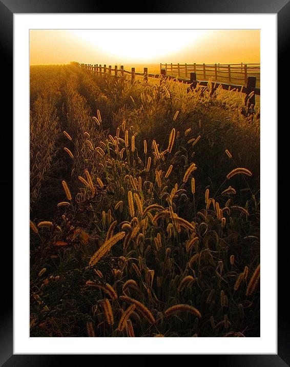 sunrise fenceline Framed Mounted Print by John  Hartman