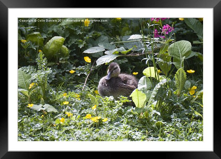 Hiding young Duck Framed Mounted Print by Colin Daniels