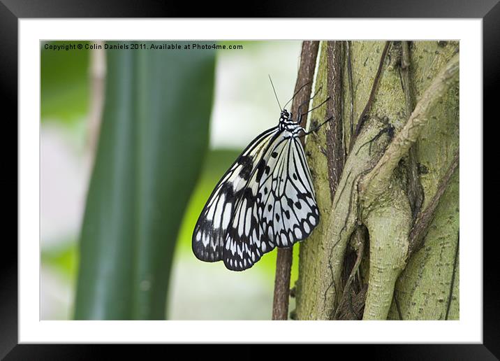 Butterfly on Tree Framed Mounted Print by Colin Daniels