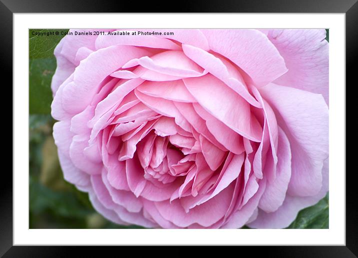 Pink Rose Framed Mounted Print by Colin Daniels