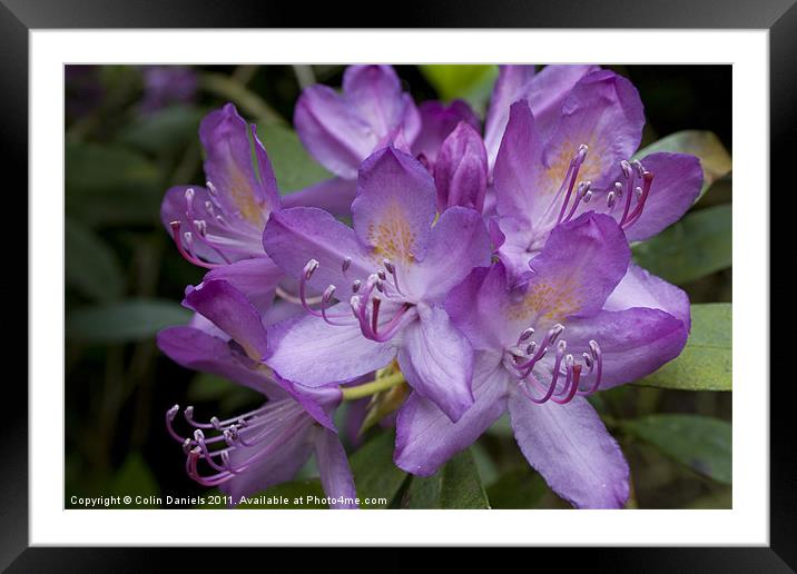 Purple Flower Framed Mounted Print by Colin Daniels